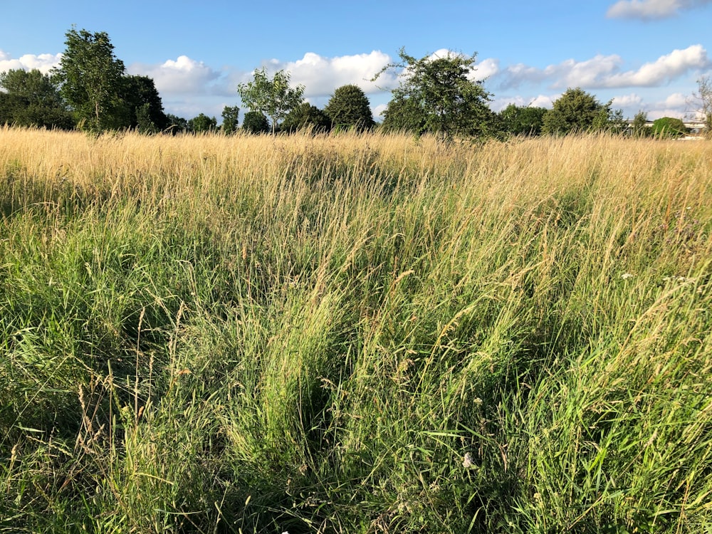 a field of tall grass with trees in the background