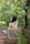 a woman sitting on a swing in the woods