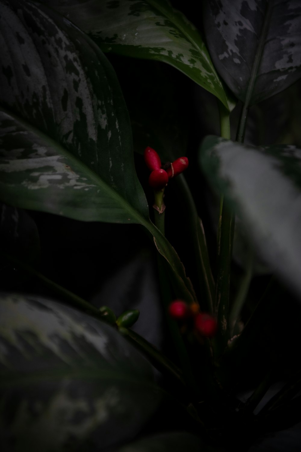 a close up of a plant with red flowers