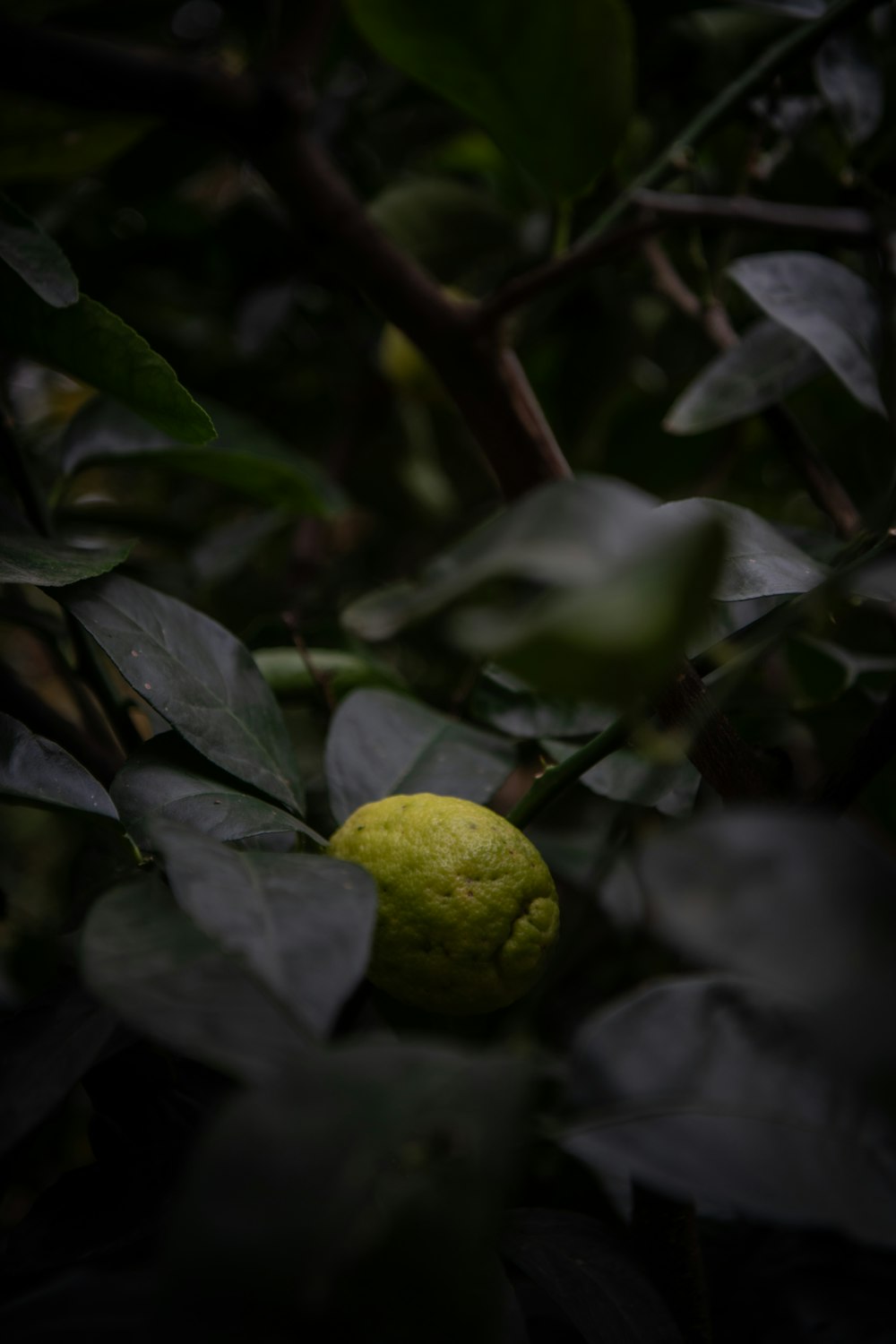 a lemon is growing on a tree branch