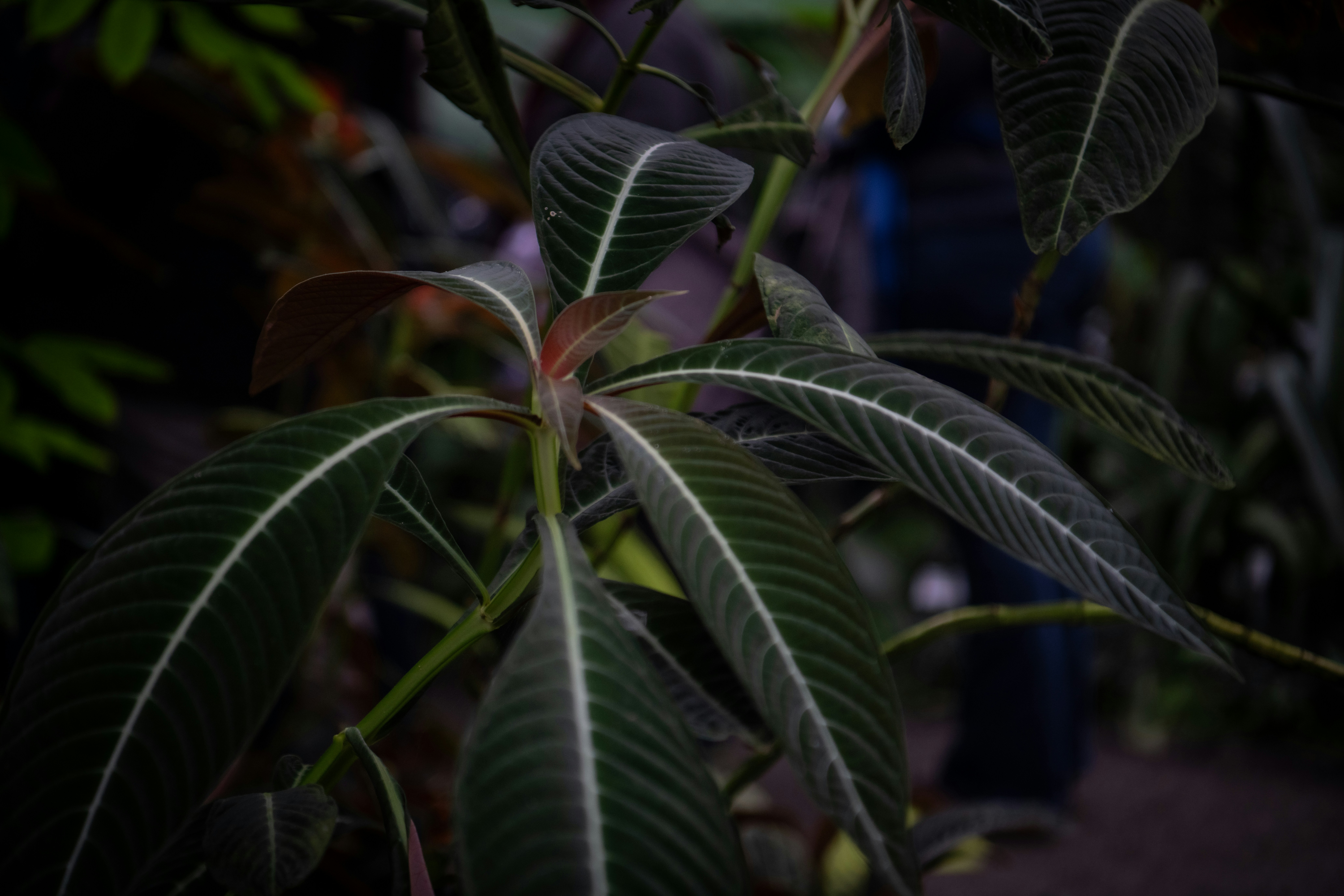 Nahaufnahme einer grünen Blattpflanze