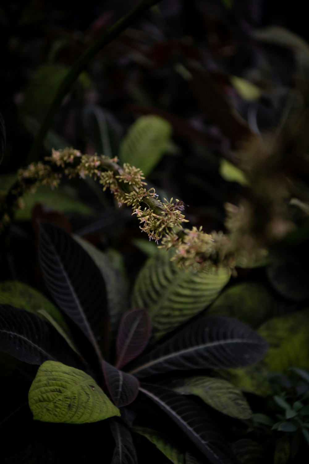 a close up of a plant with many leaves