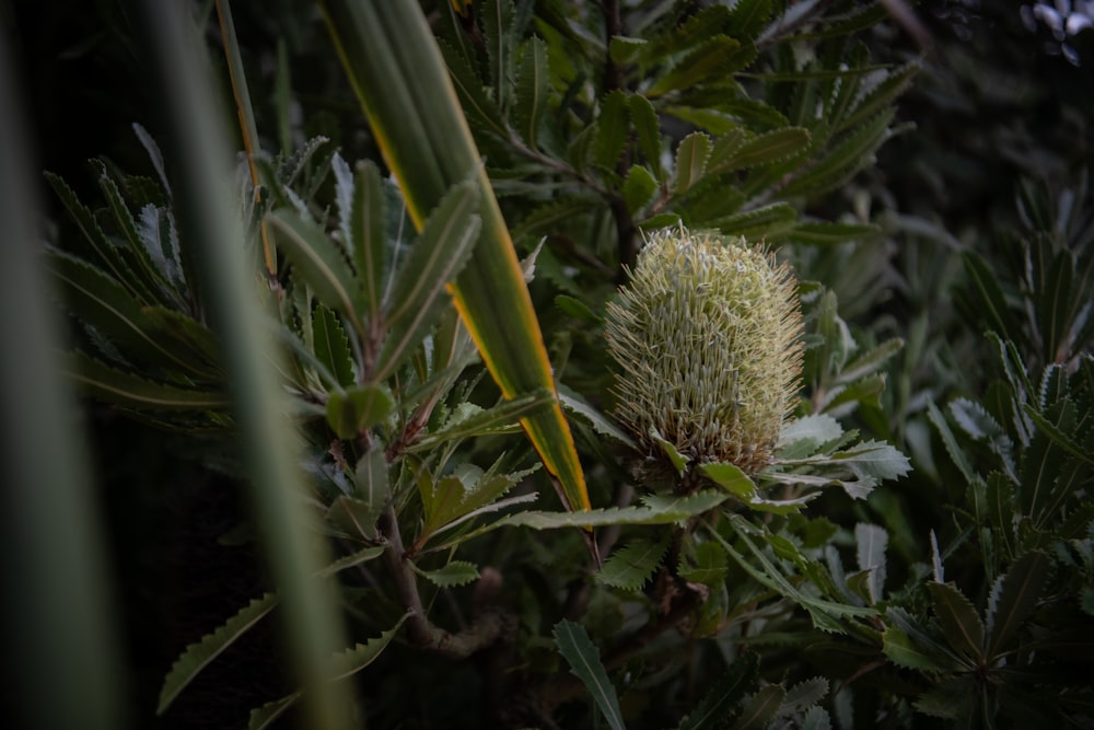 a close up of a plant with leaves