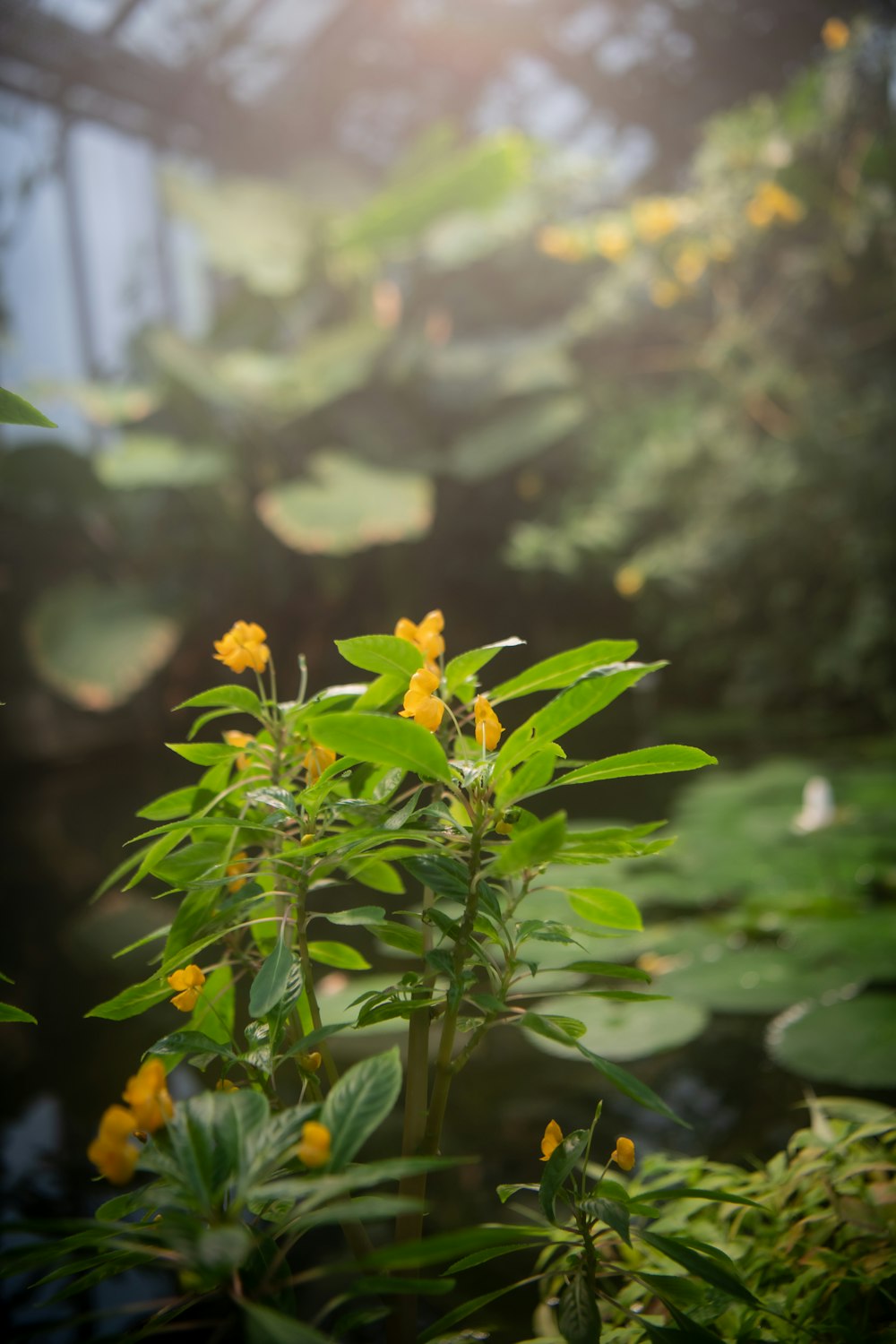 a plant with yellow flowers in a garden