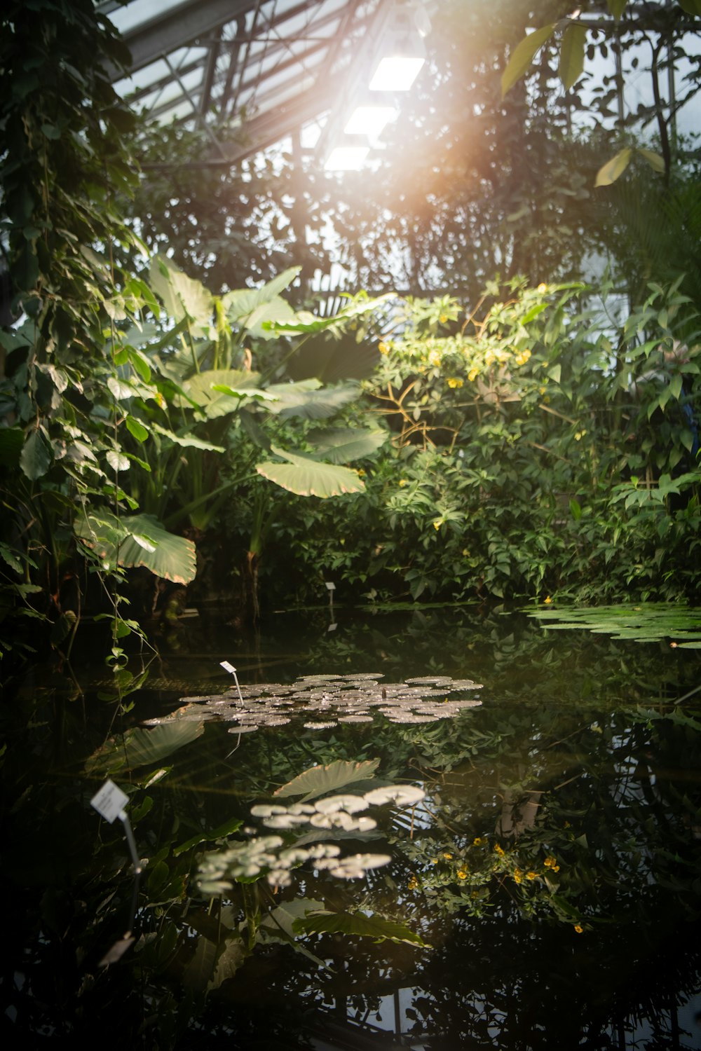 a pond in the middle of a forest filled with lots of plants