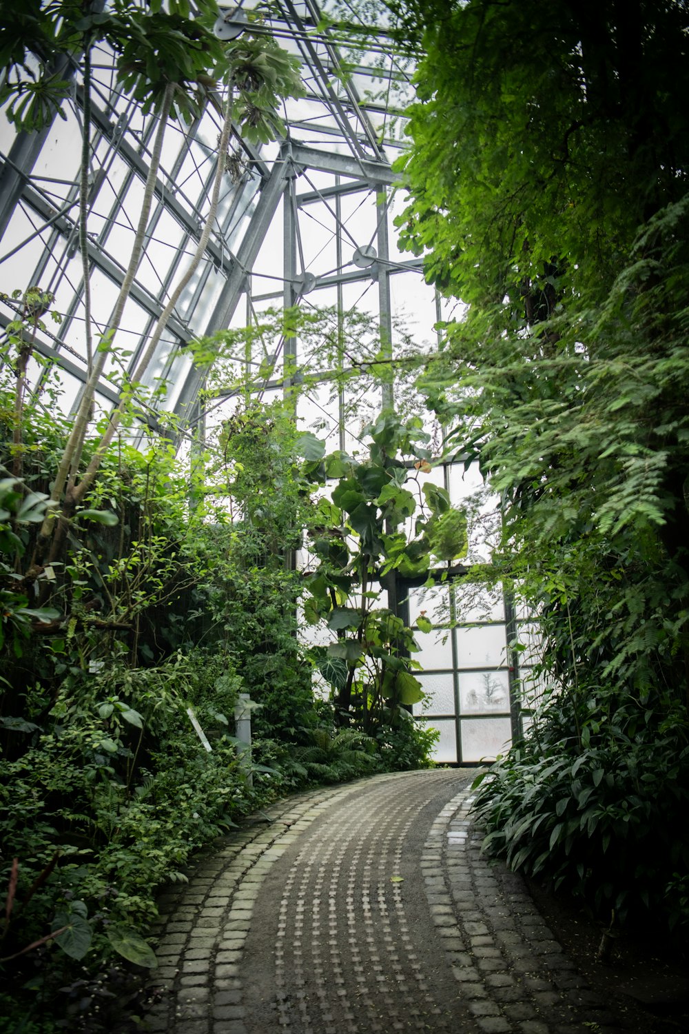 a brick walkway in a green house surrounded by greenery