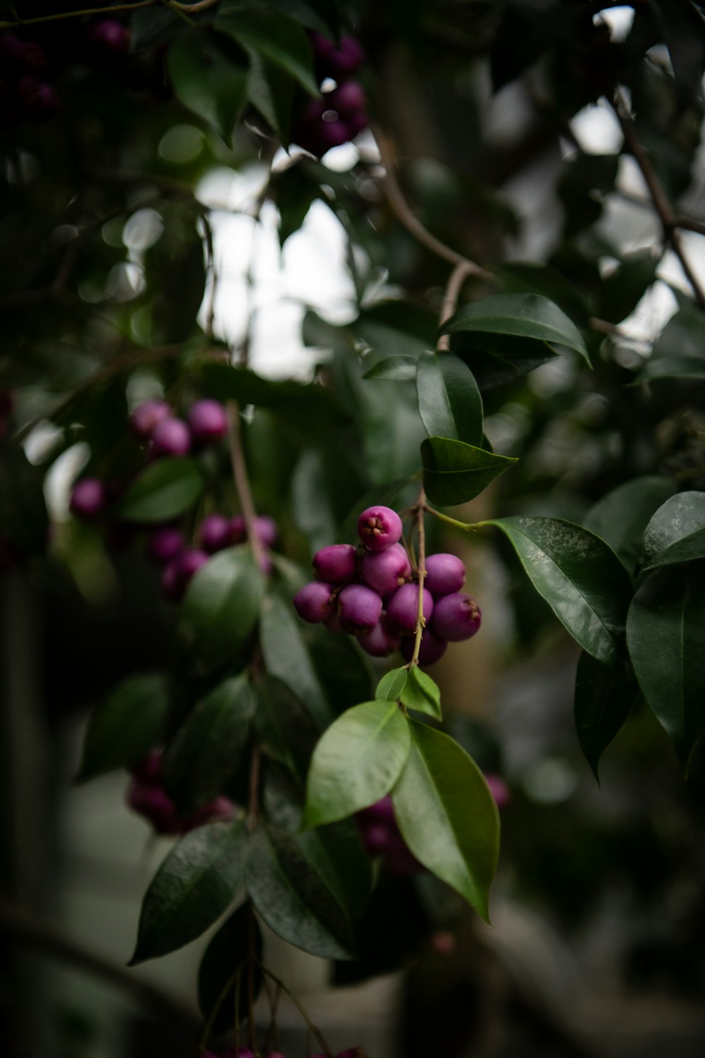 a bunch of berries hanging from a tree