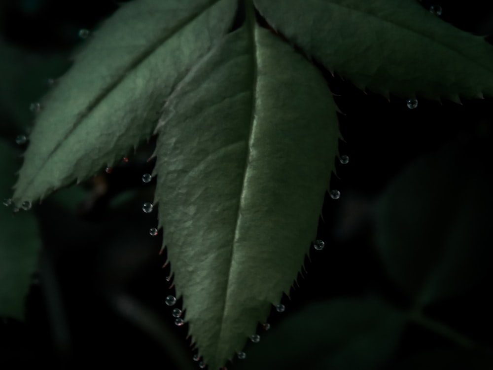 a green leaf with drops of water on it