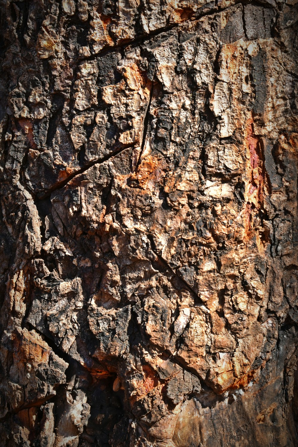 a close up of the bark of a tree