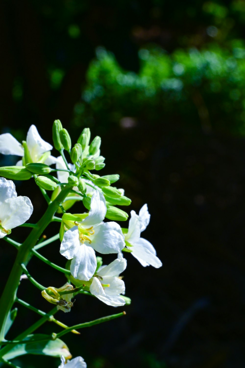 a bunch of white flowers with green stems