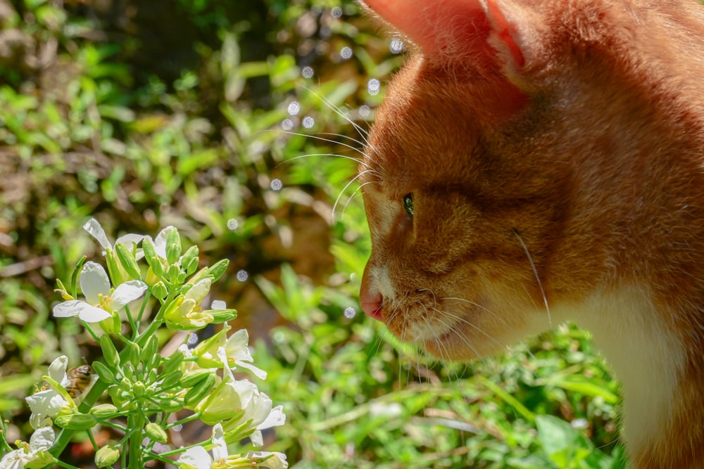 a close up of a cat near some flowers