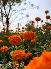 a field of orange flowers with trees in the background