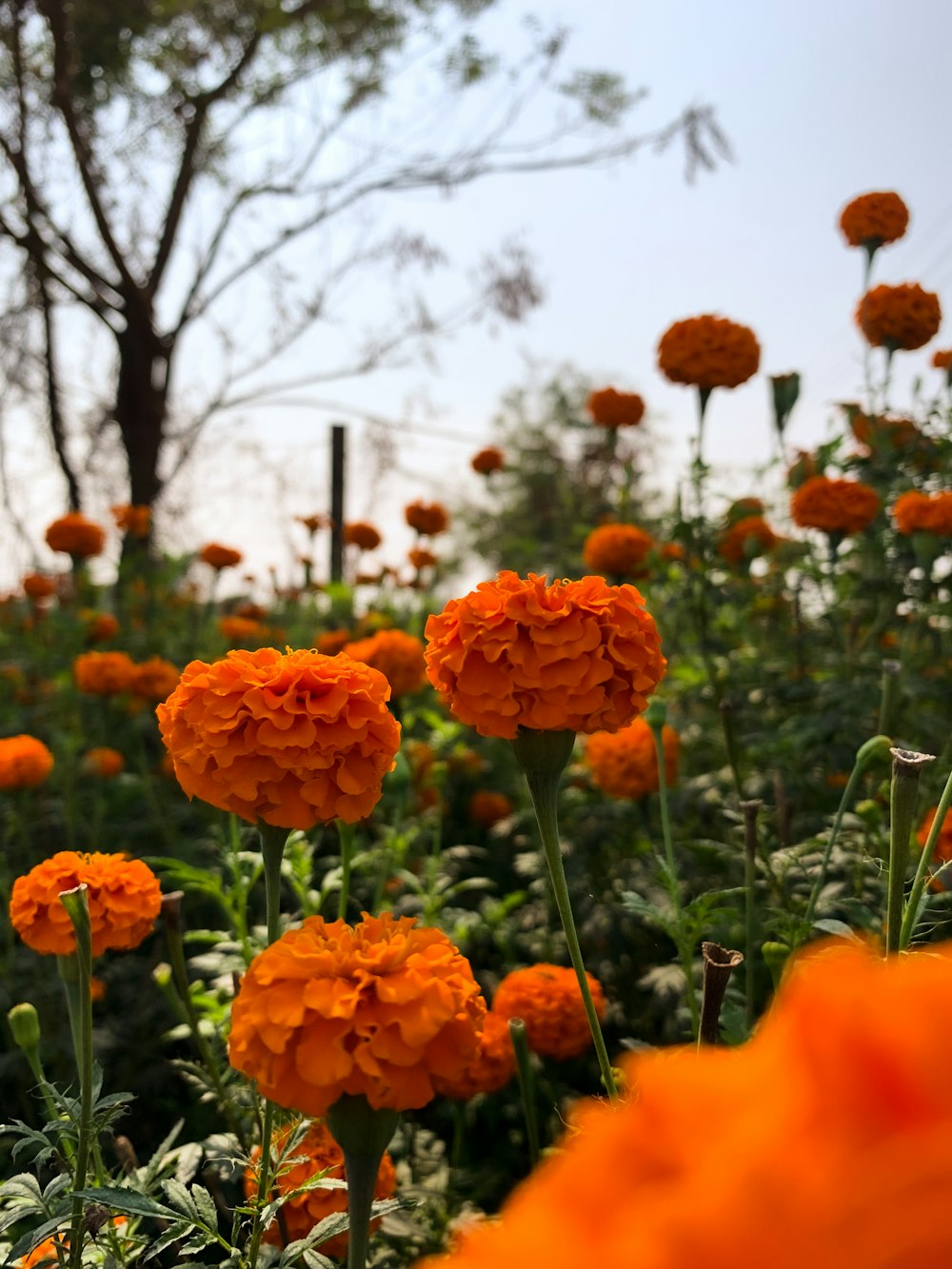 a field of orange flowers with trees in the background