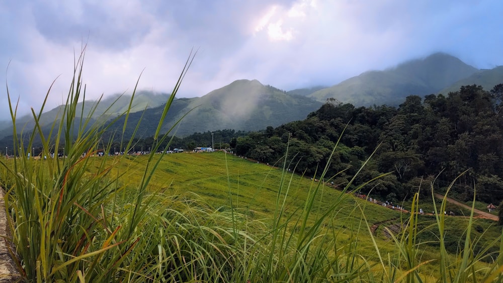 Un campo verde lussureggiante con le montagne sullo sfondo