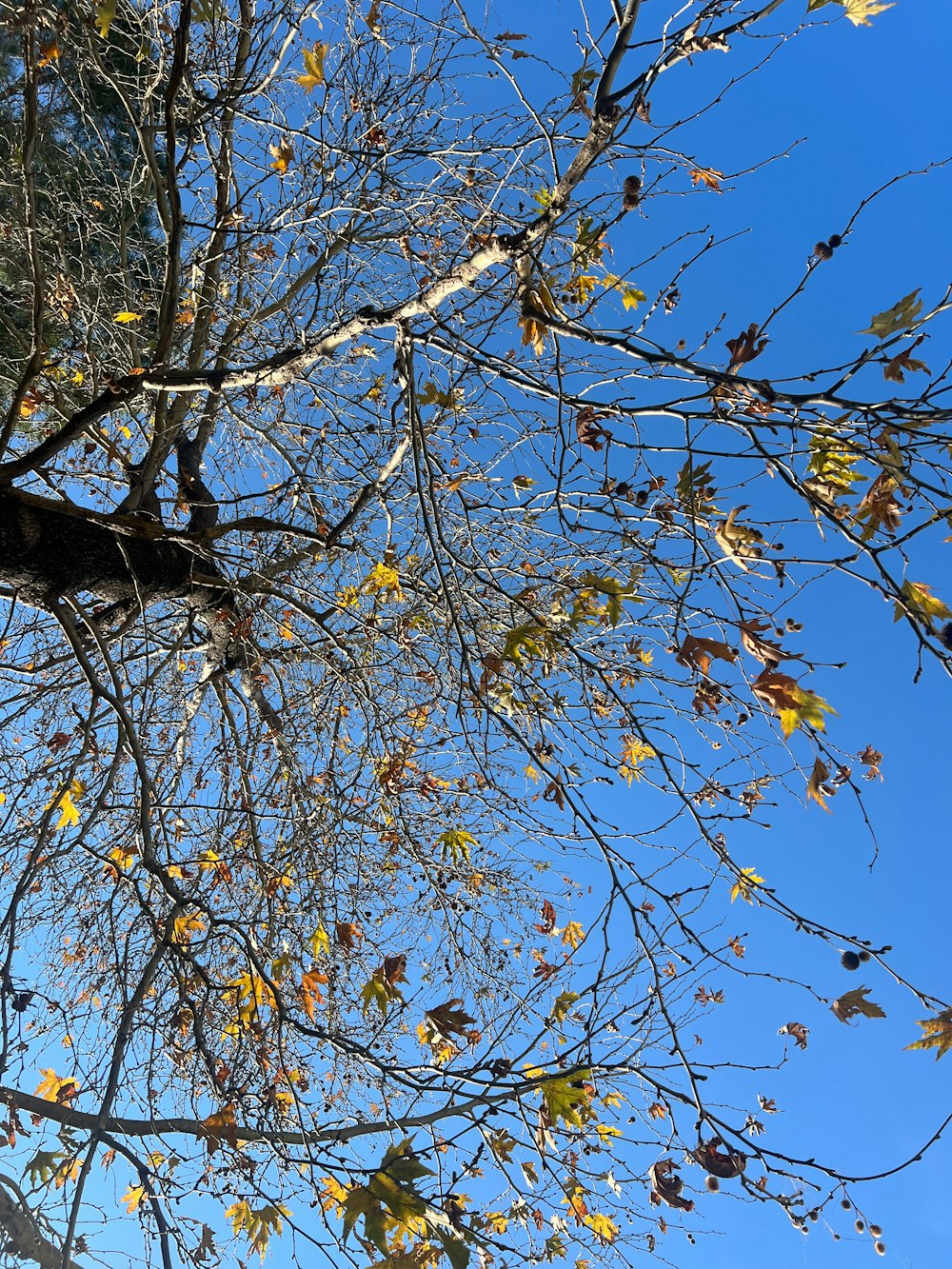 the branches of a tree with yellow leaves against a blue sky