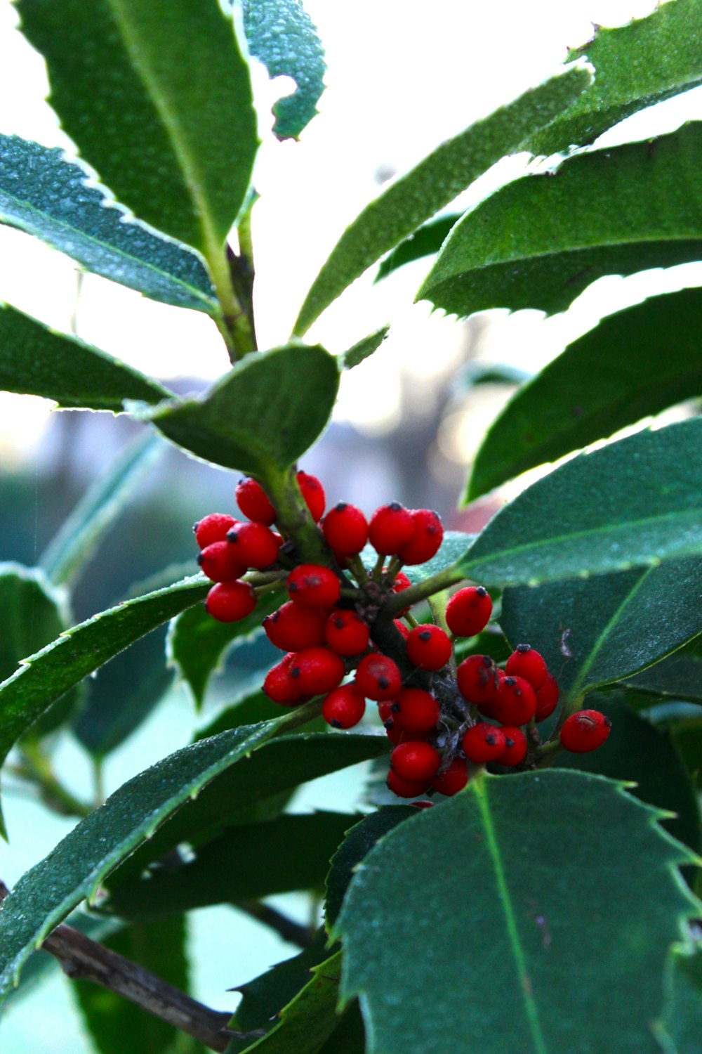 a close up of a plant with red berries on it