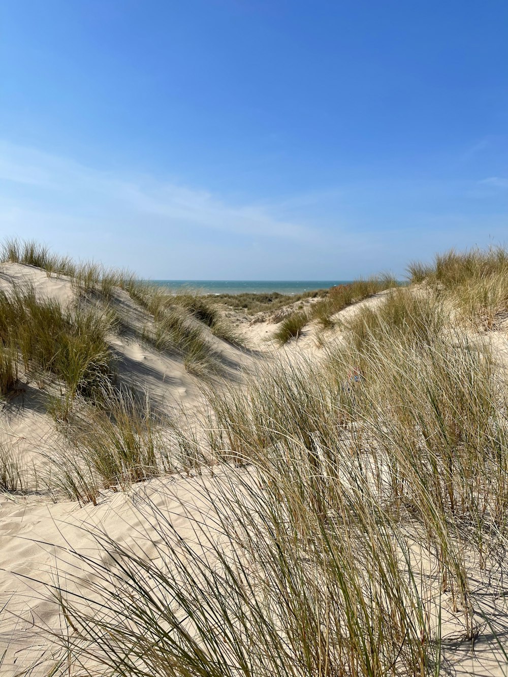 a sandy beach with grass growing out of the sand