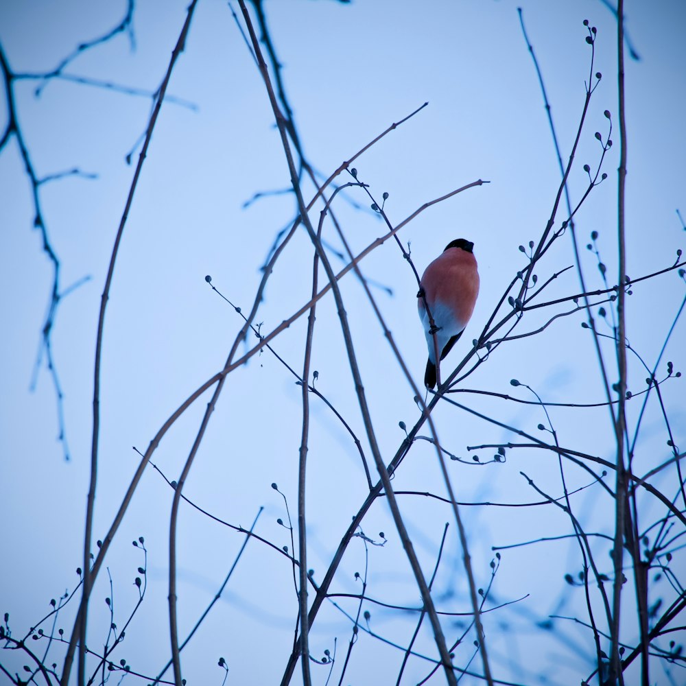 a small bird perched on top of a tree branch