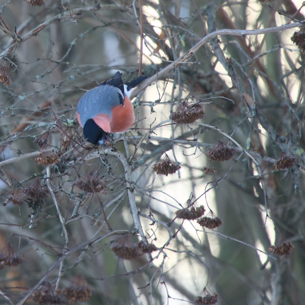 a colorful bird perched on a tree branch