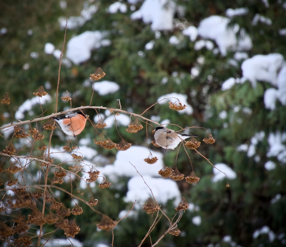 a couple of birds sitting on top of a tree branch