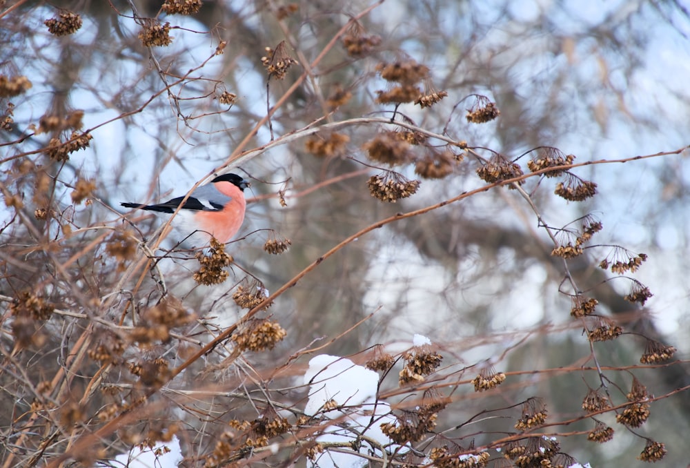 a bird sitting on top of a tree branch