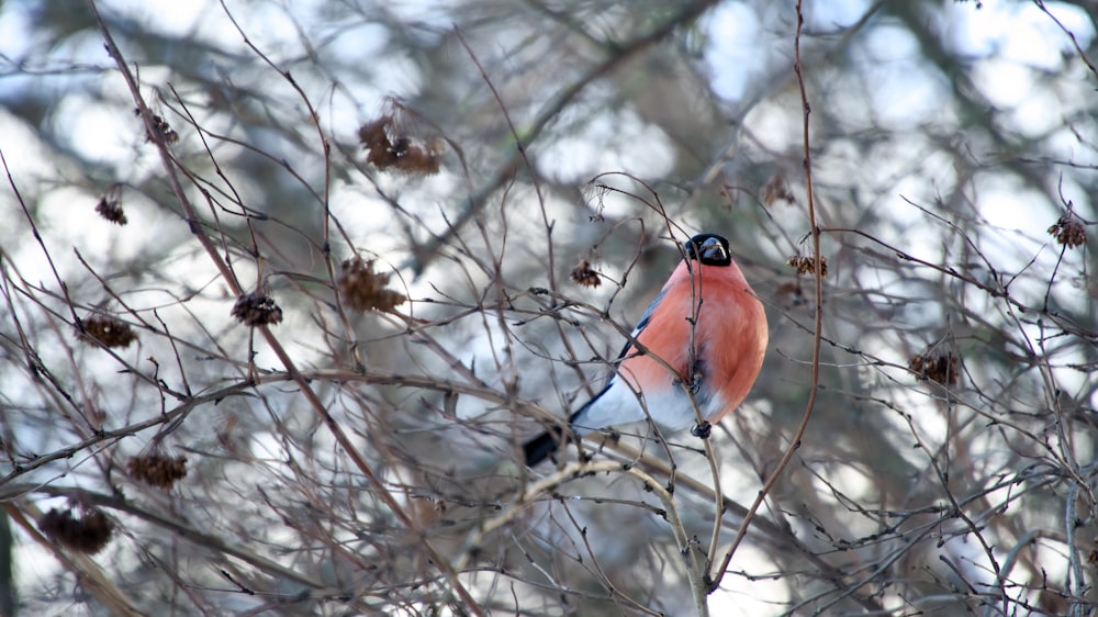 a red and white bird sitting on top of a tree branch