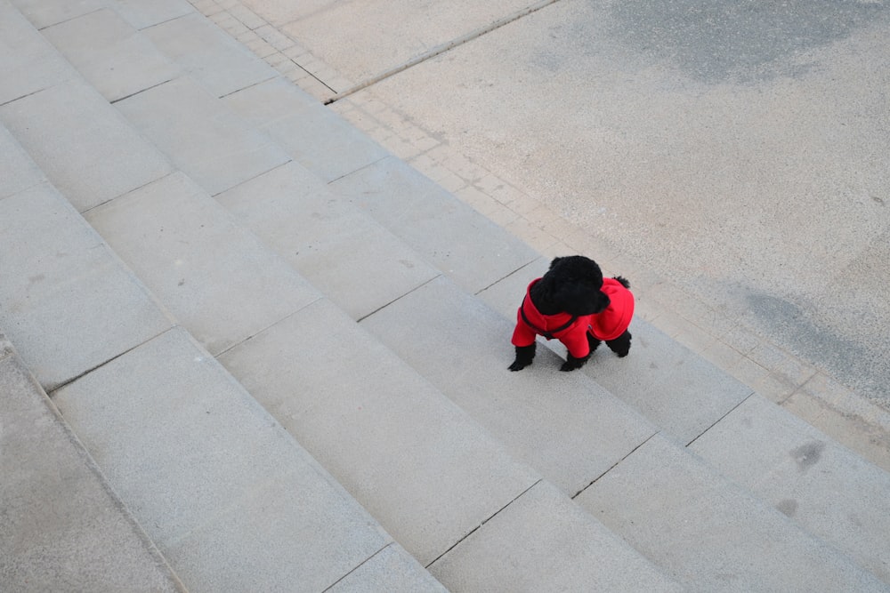 a small black dog wearing a red jacket