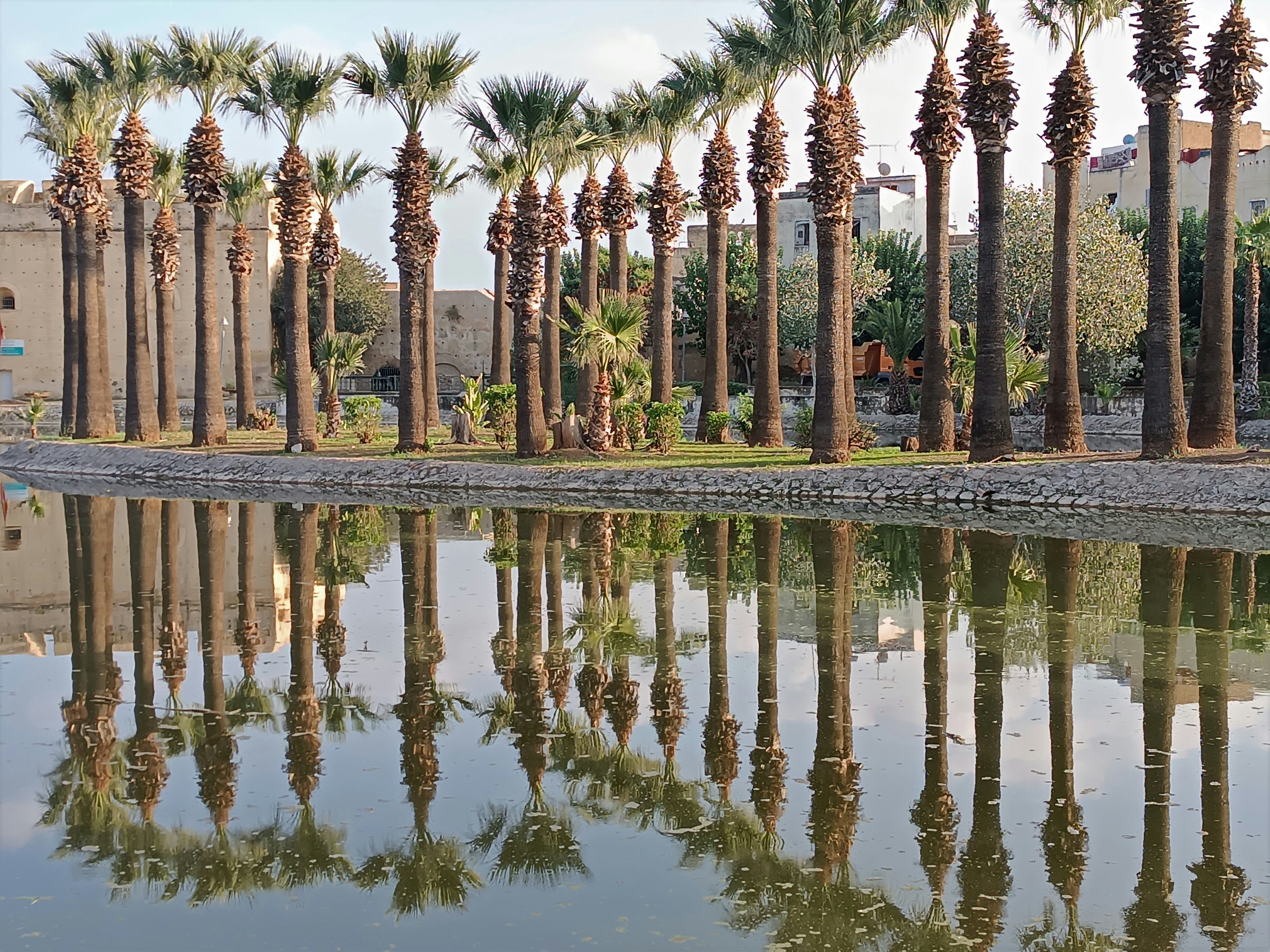 A body of water surrounded by palm trees