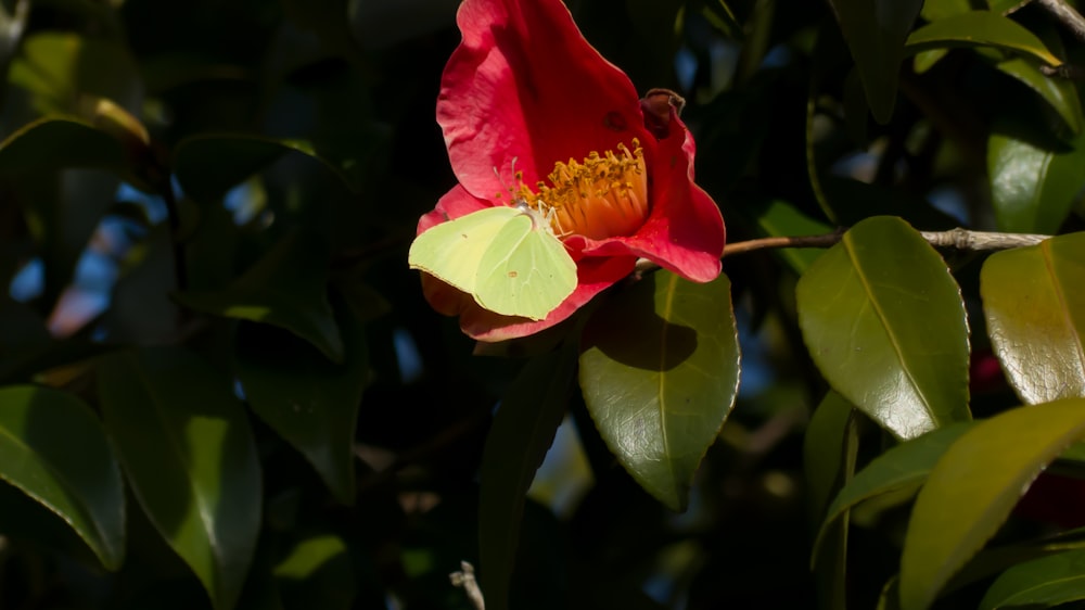 a red flower with a yellow stamen in the middle