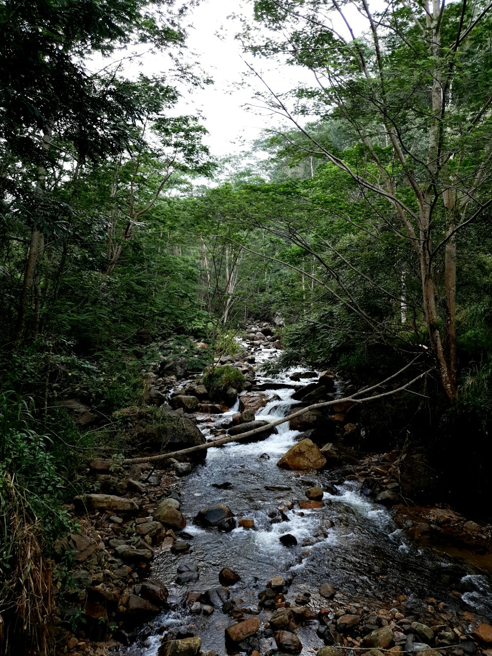 a river running through a lush green forest