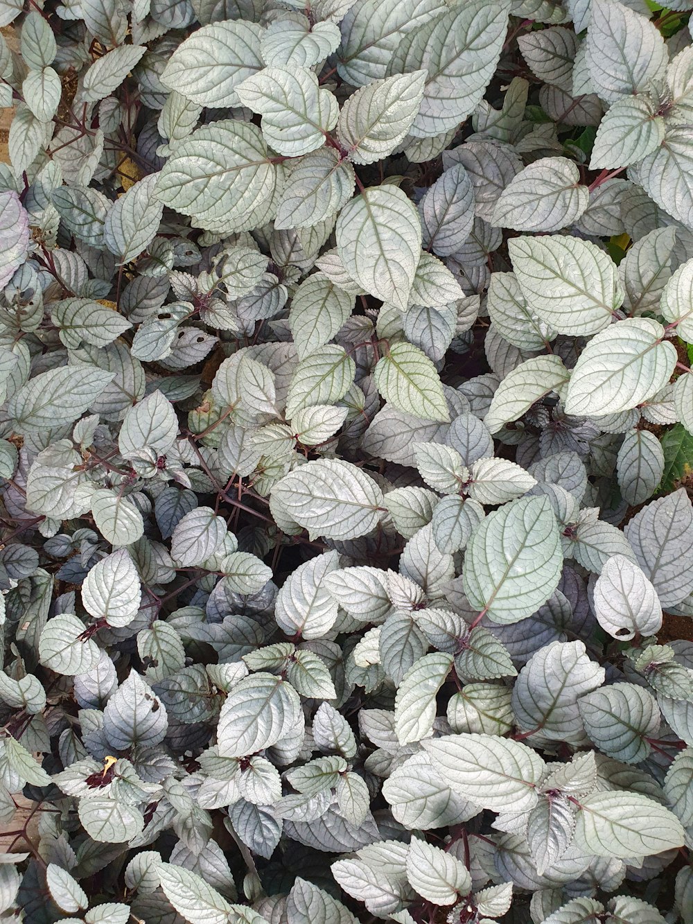 a close up of a plant with many leaves