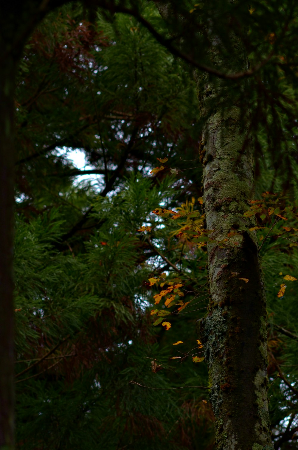 a bird perched on a tree branch in a forest