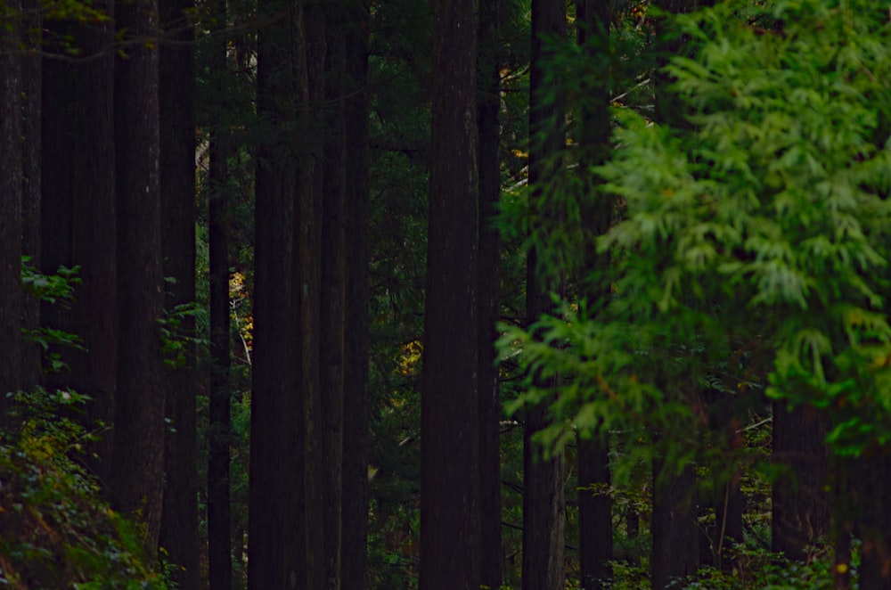 a forest filled with lots of tall trees