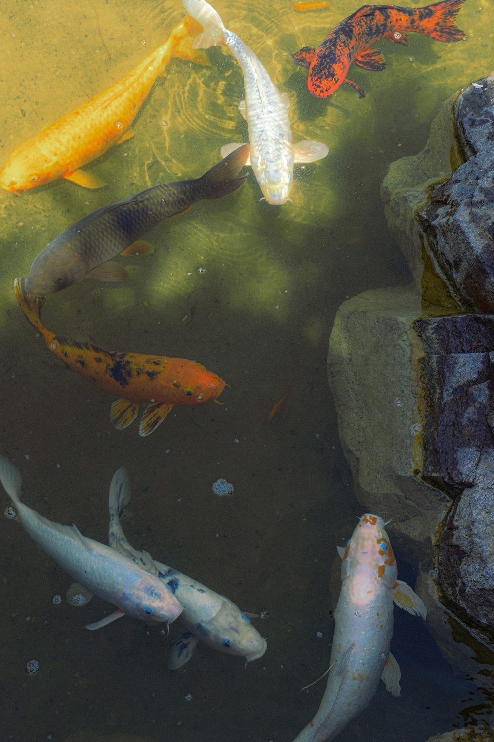 a group of fish swimming in a pond