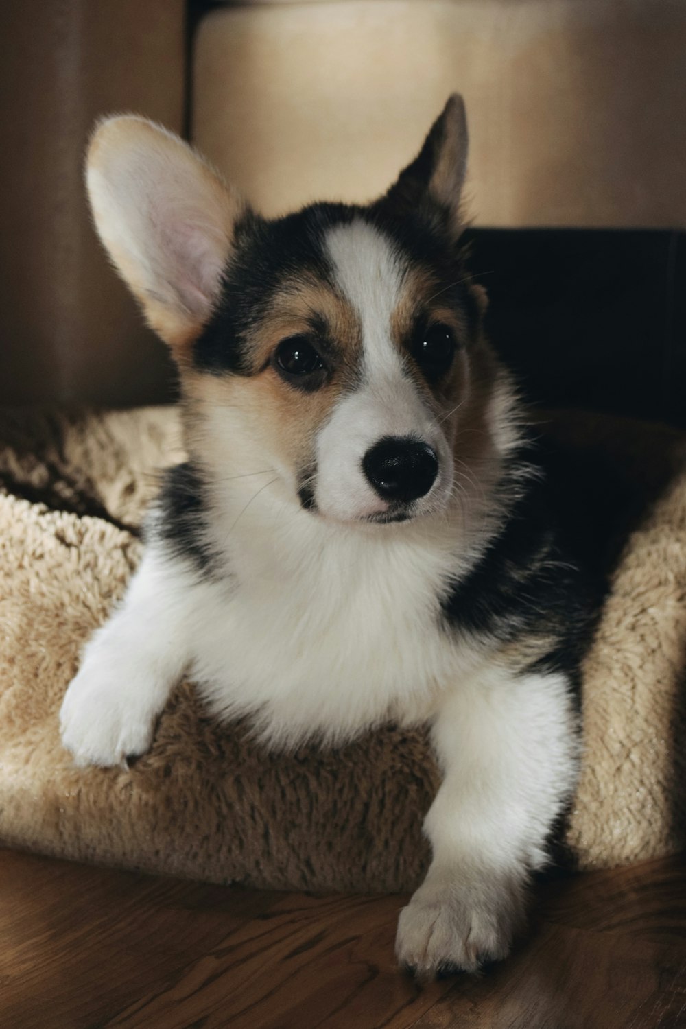 a small dog laying on top of a dog bed