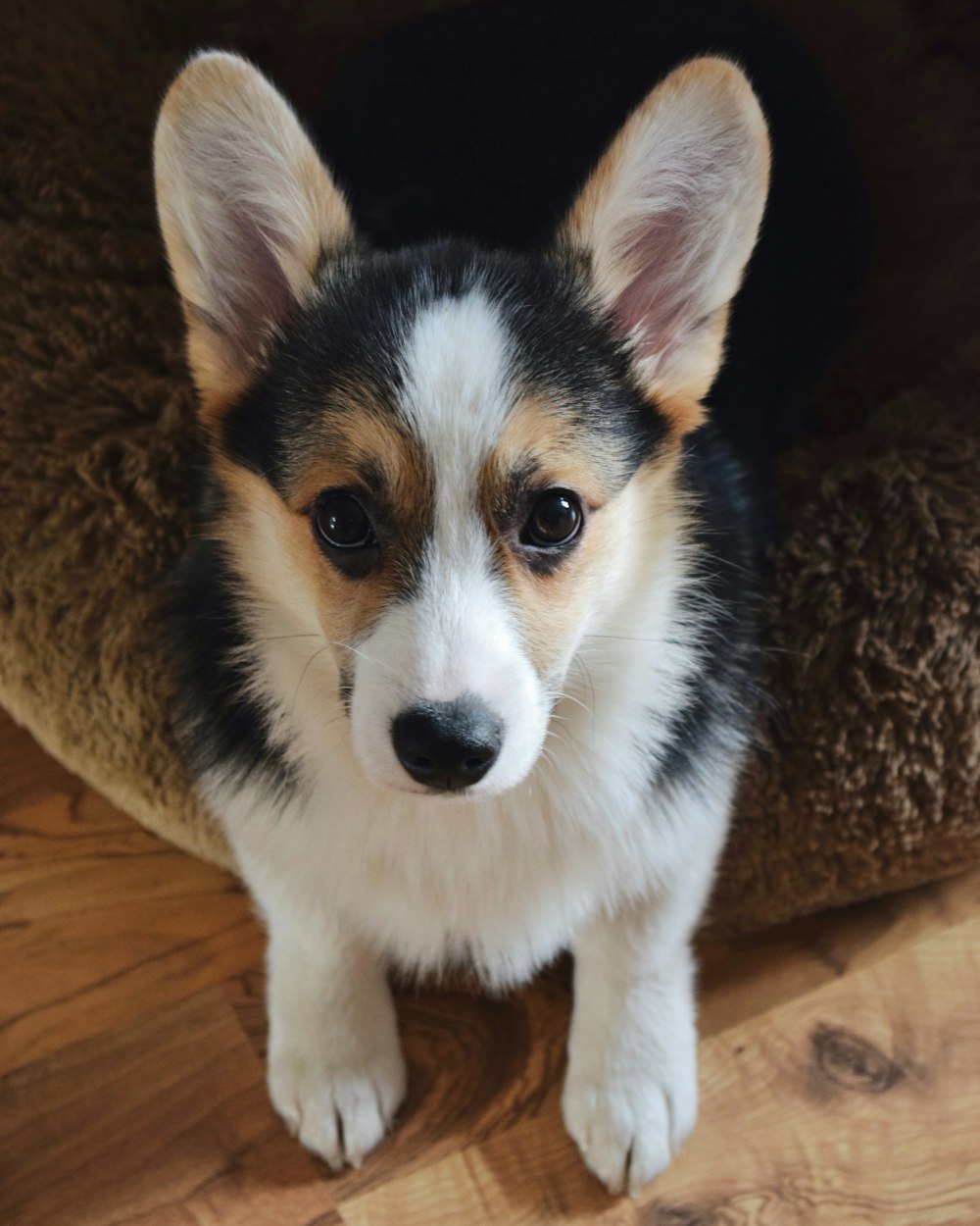 a small black and white dog sitting on top of a wooden floor