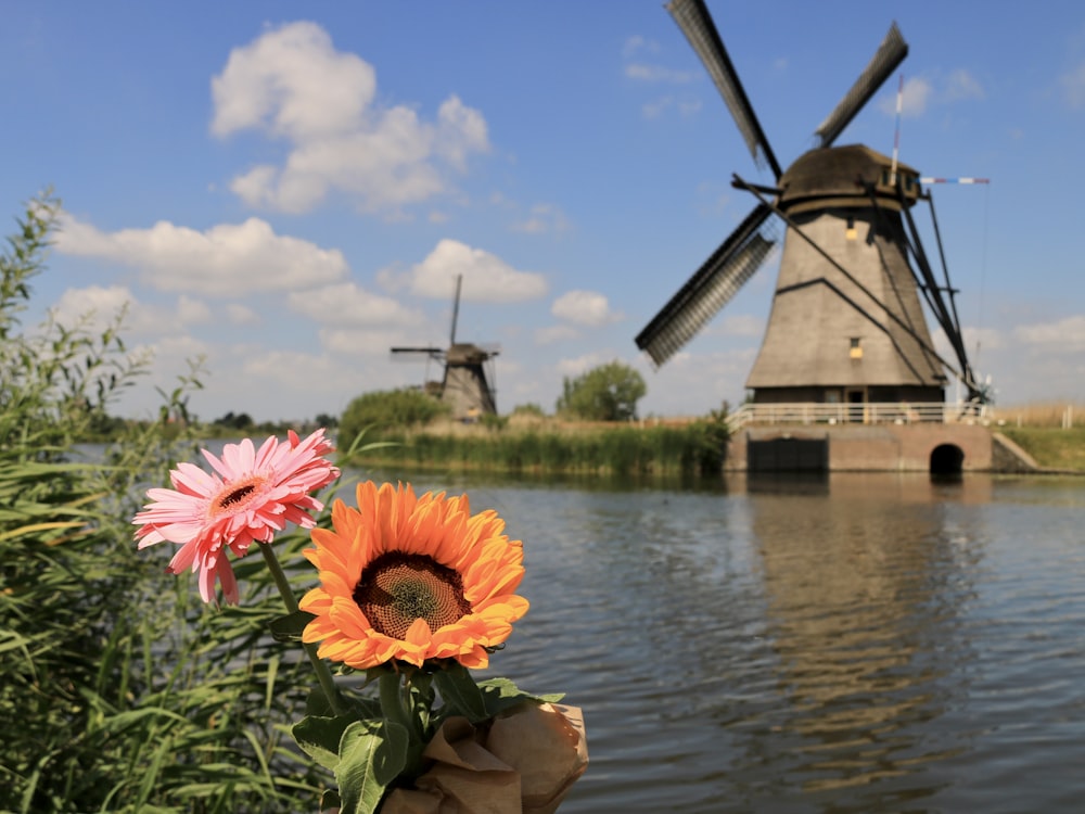 a person holding a flower in front of a windmill