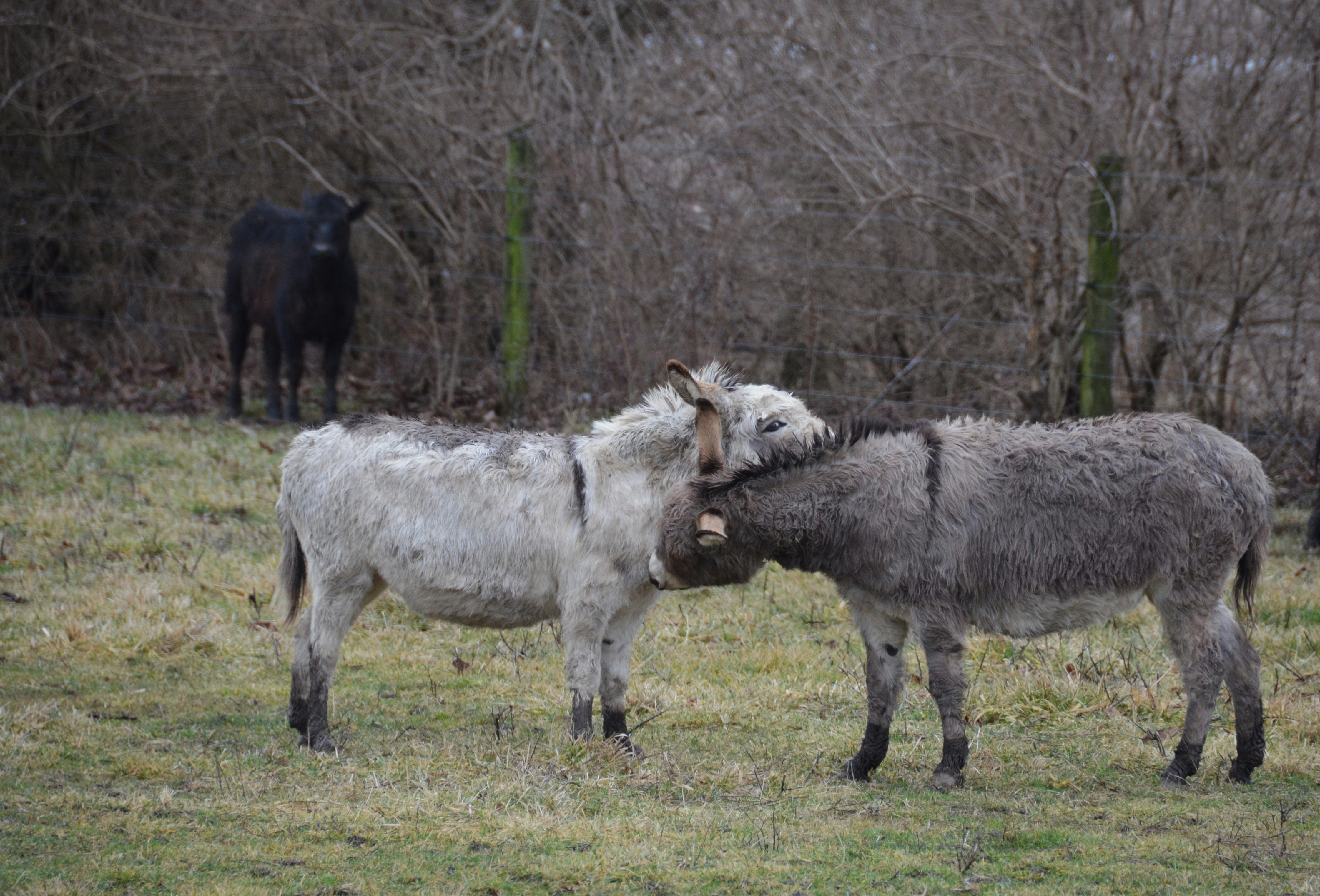 Two donkeys nuzzling in a field