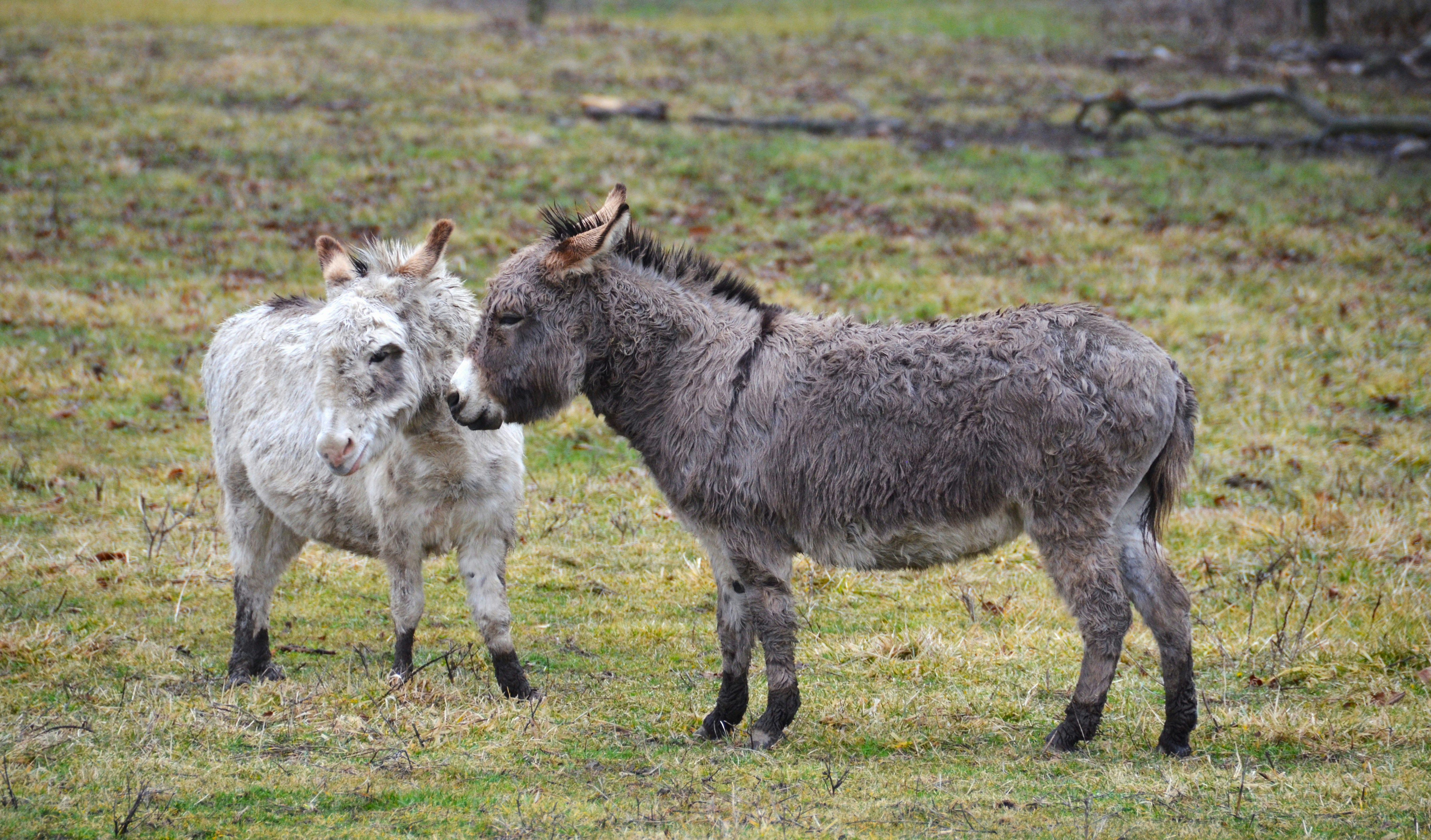 a couple of donkey standing on top of a grass covered field