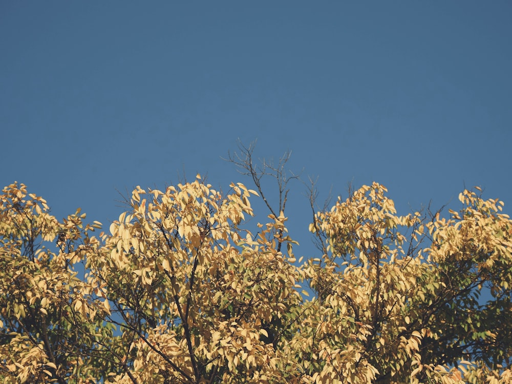 un uccello è appollaiato in cima a un albero