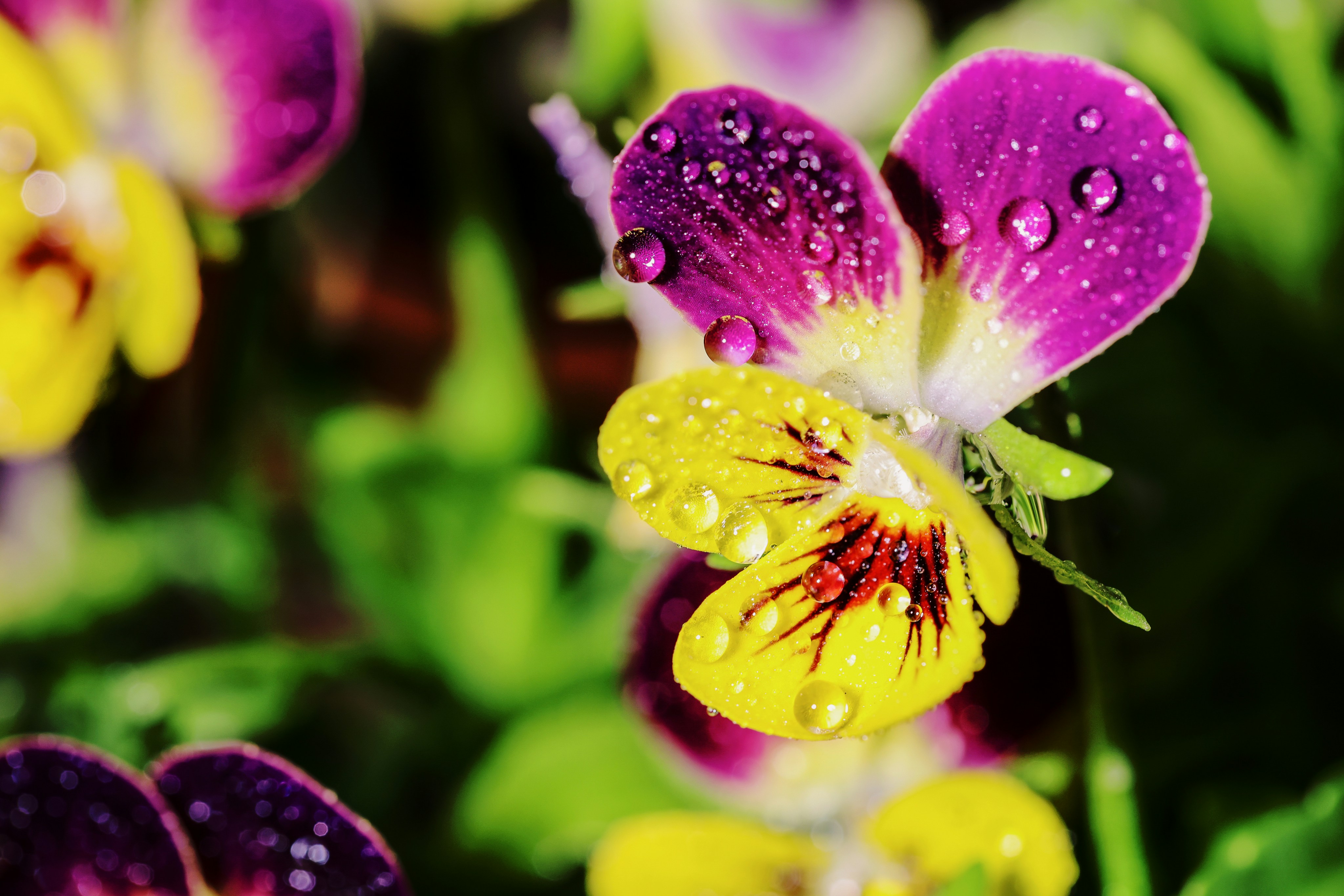 Photo by dickenslin76