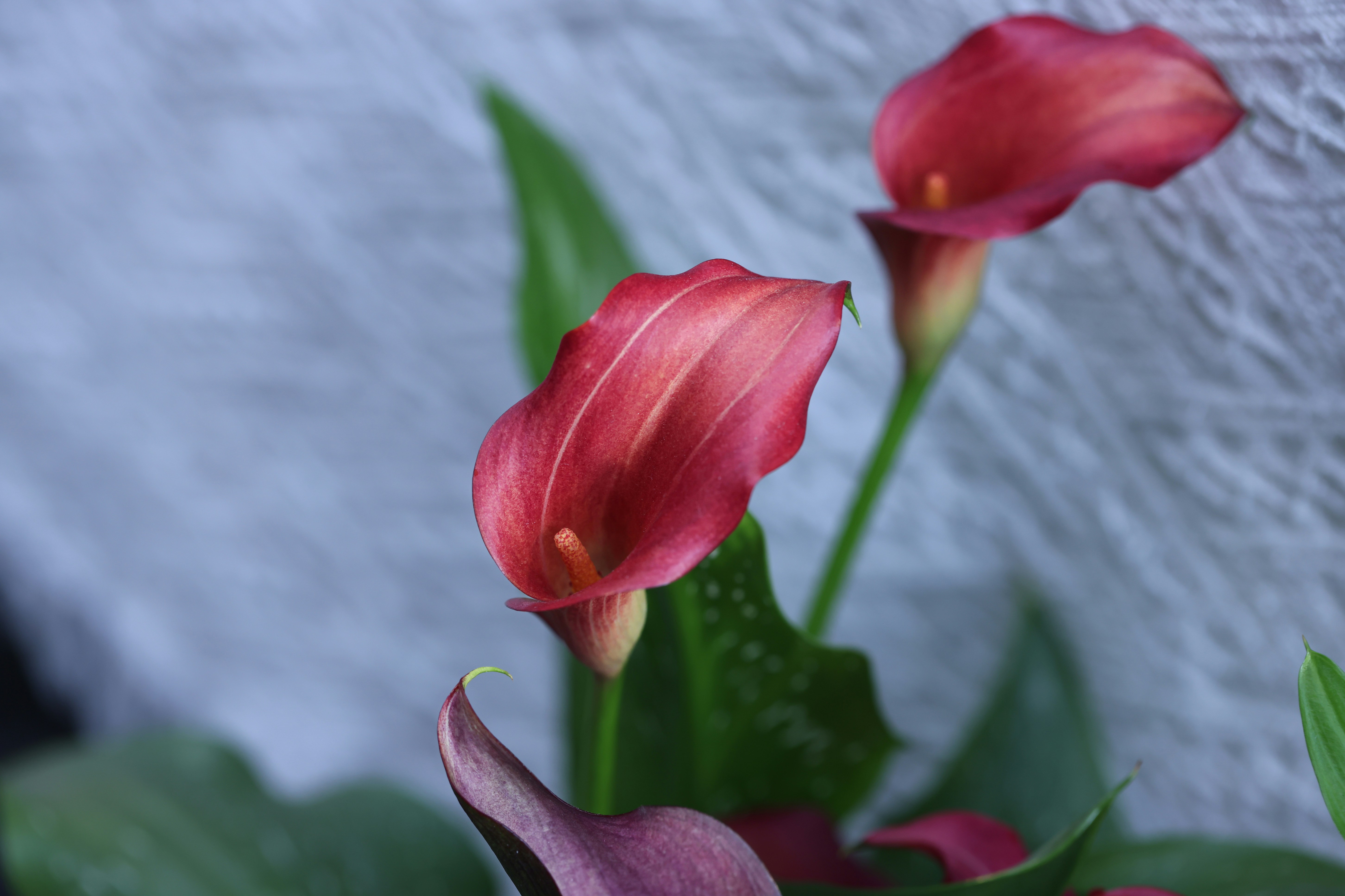 Photo by dickenslin76