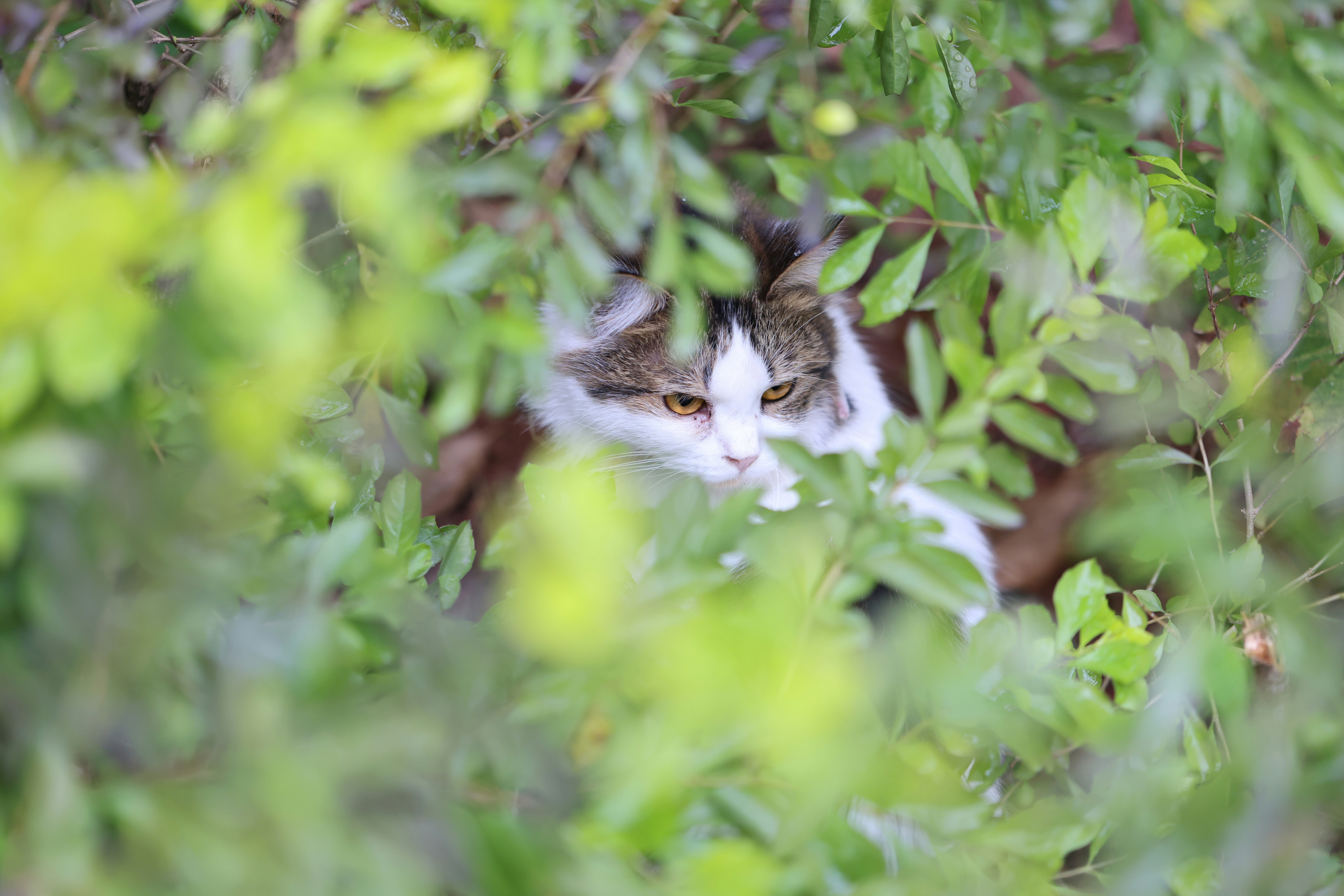 Photo by dickenslin76