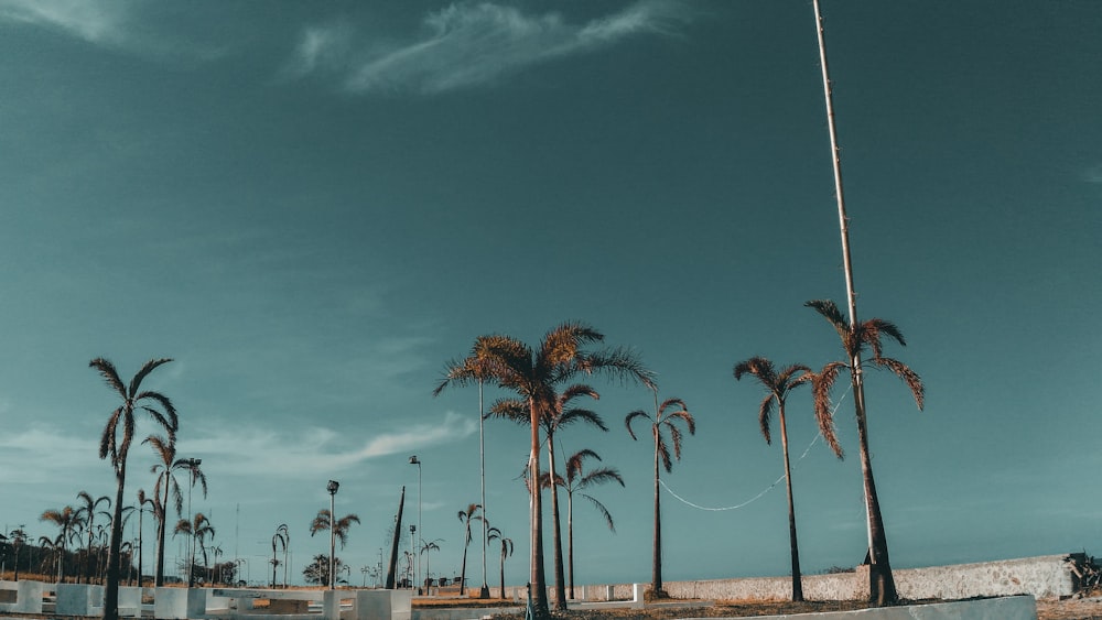 a row of palm trees next to a concrete wall
