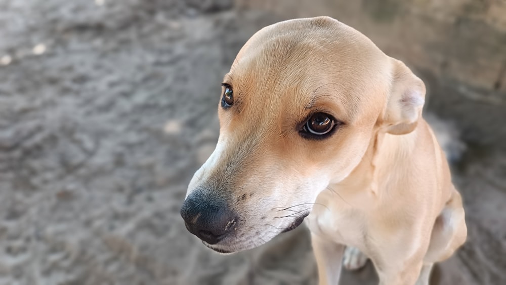 a close up of a dog looking at the camera