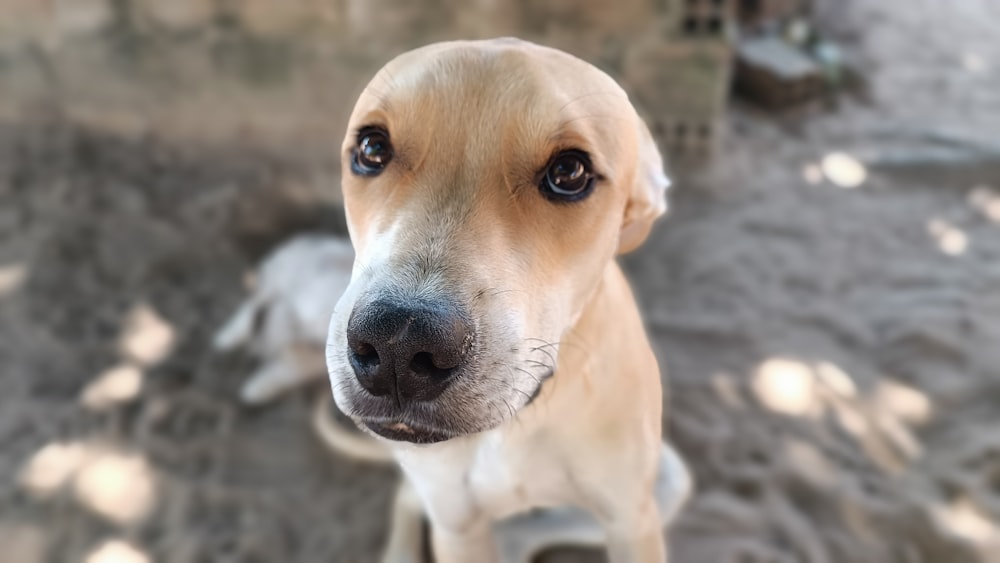 a close up of a dog looking at the camera