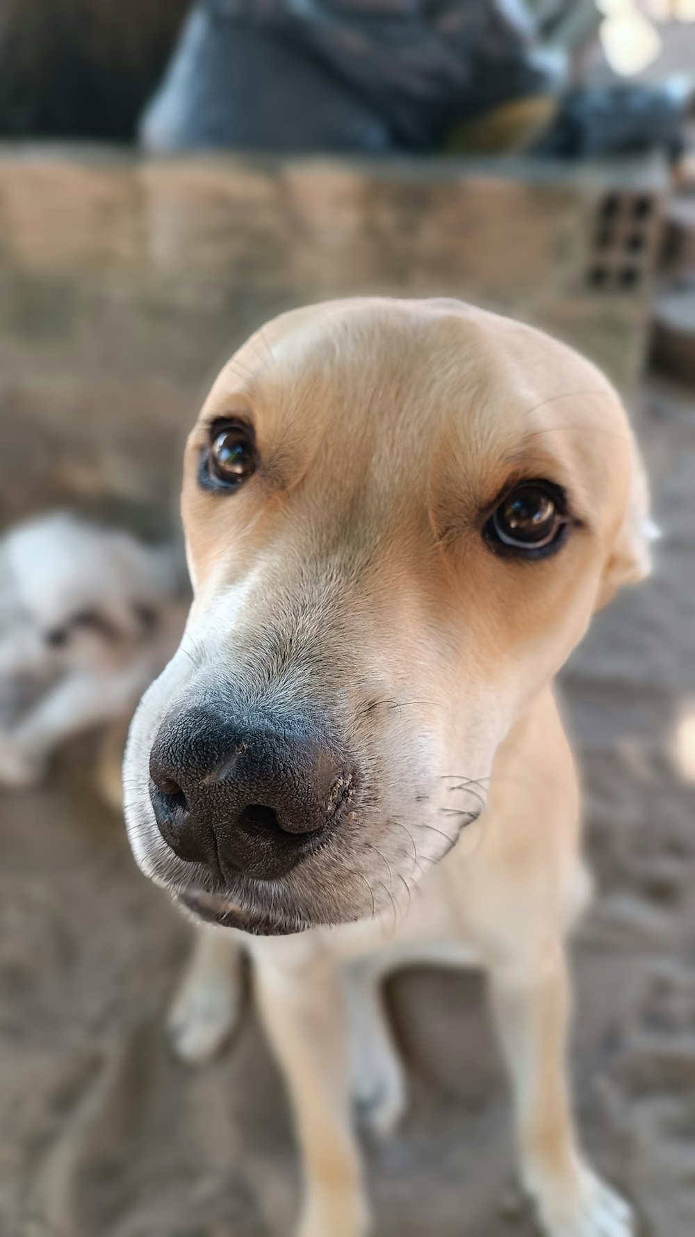 a close up of a dog looking at the camera