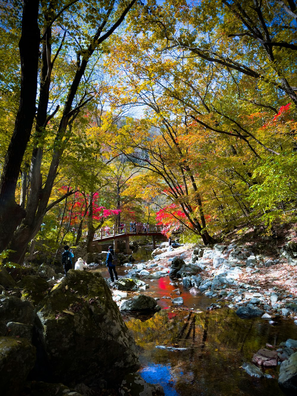 a stream running through a forest filled with lots of trees