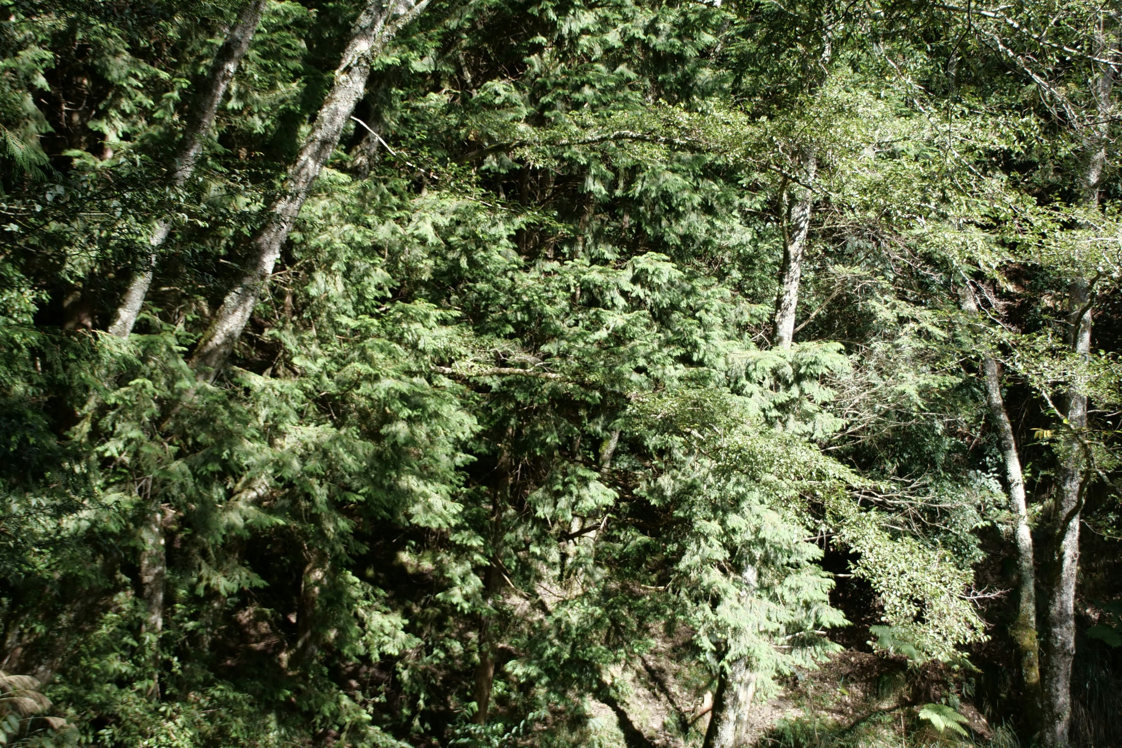 Photo by cocoshalalala