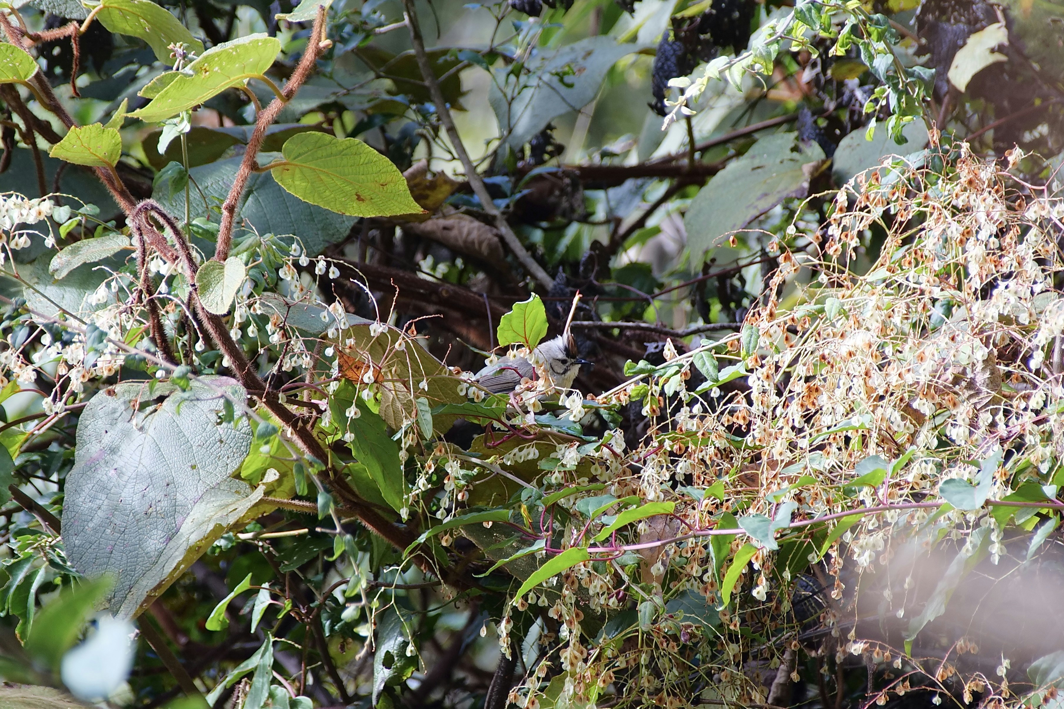 Photo by cocoshalalala